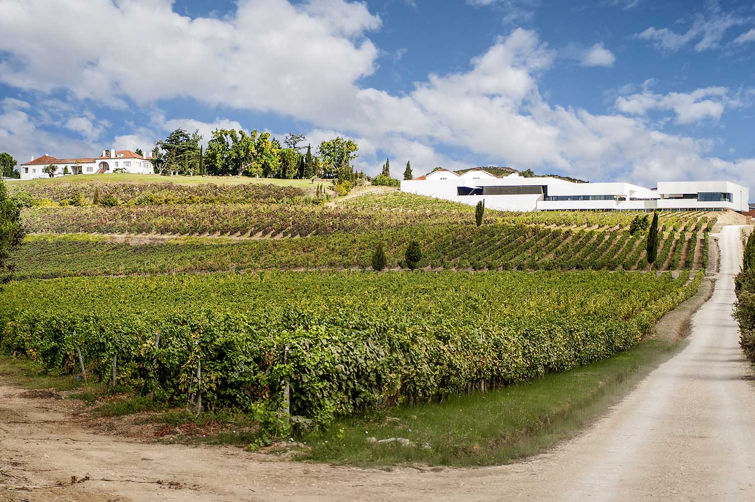 Vineyard with rows of green grapevines on a hillside, with white buildings on top and a dirt road.