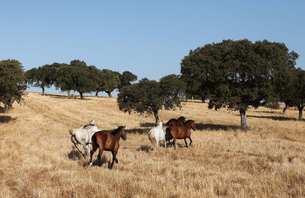 Horses running through a golden field with scattered trees under a clear blue sky.