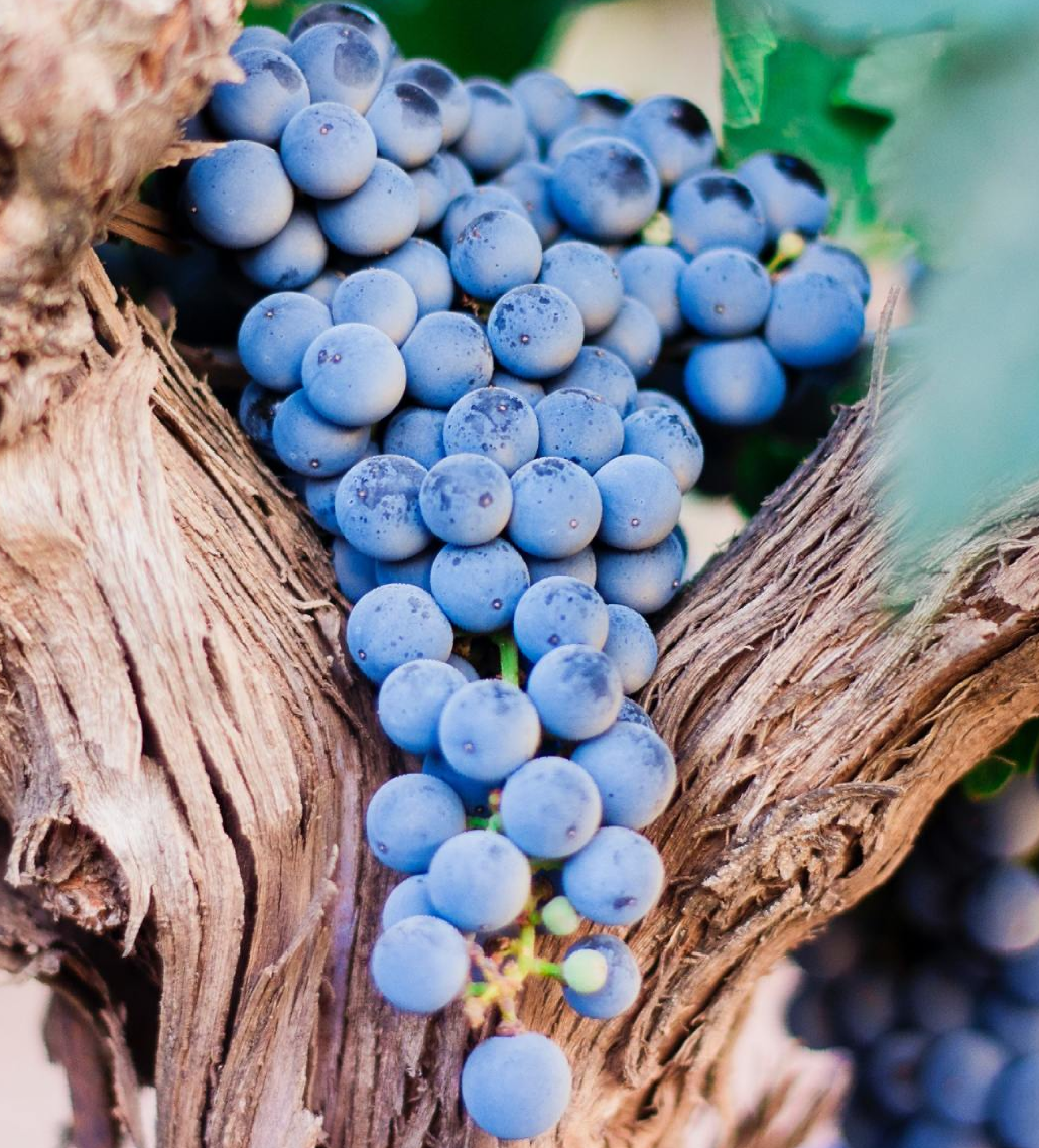 Blue grapes on a vine with brown, textured bark.