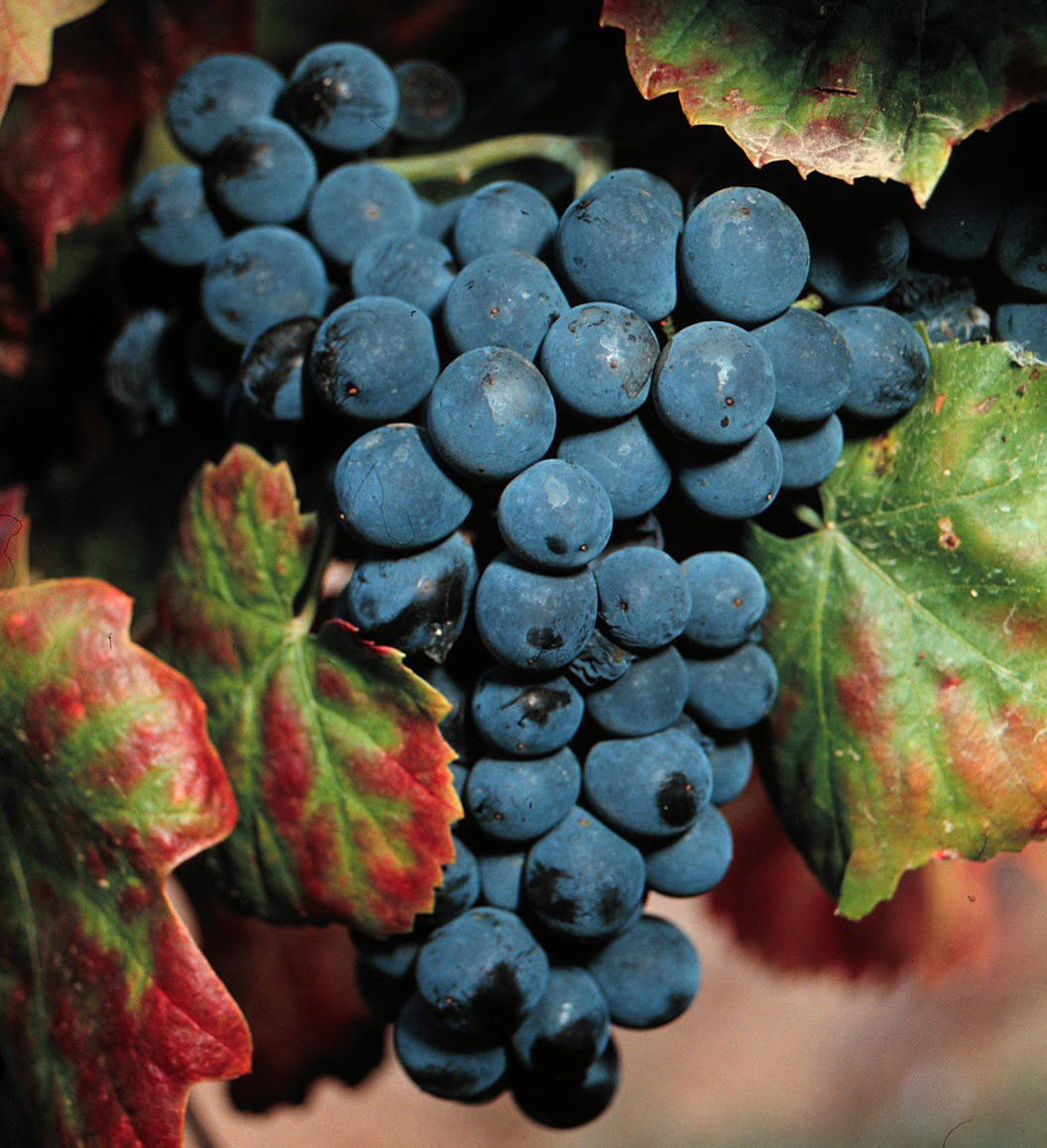 Bunch of dark blue grapes with green and red leaves.