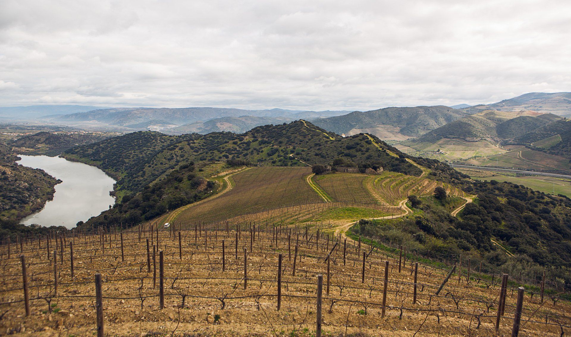 Vineyard on a hillside overlooking a lake and distant hills under a cloudy sky.