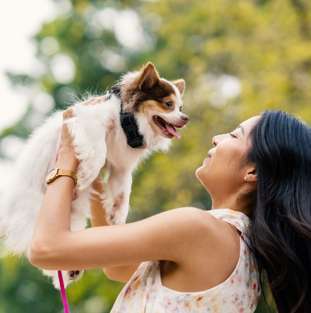 A woman is holding a small brown and white dog in her arms.
