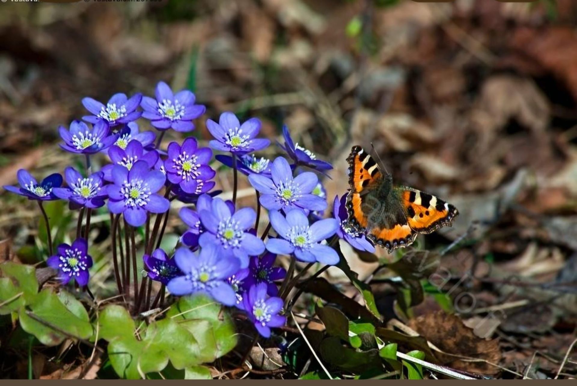 Ilona Ozola - Dziedināšanas sesijas klātienē un attālināti