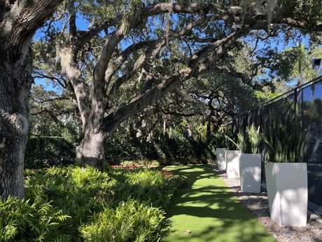 Tree-trimming experts with the final result on overlapping canopy in tree trimming Boynton Beach