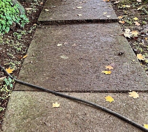 Concrete path with fallen leaves and a stick.