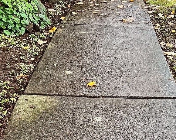 Concrete walkway with a yellow leaf, near green foliage.