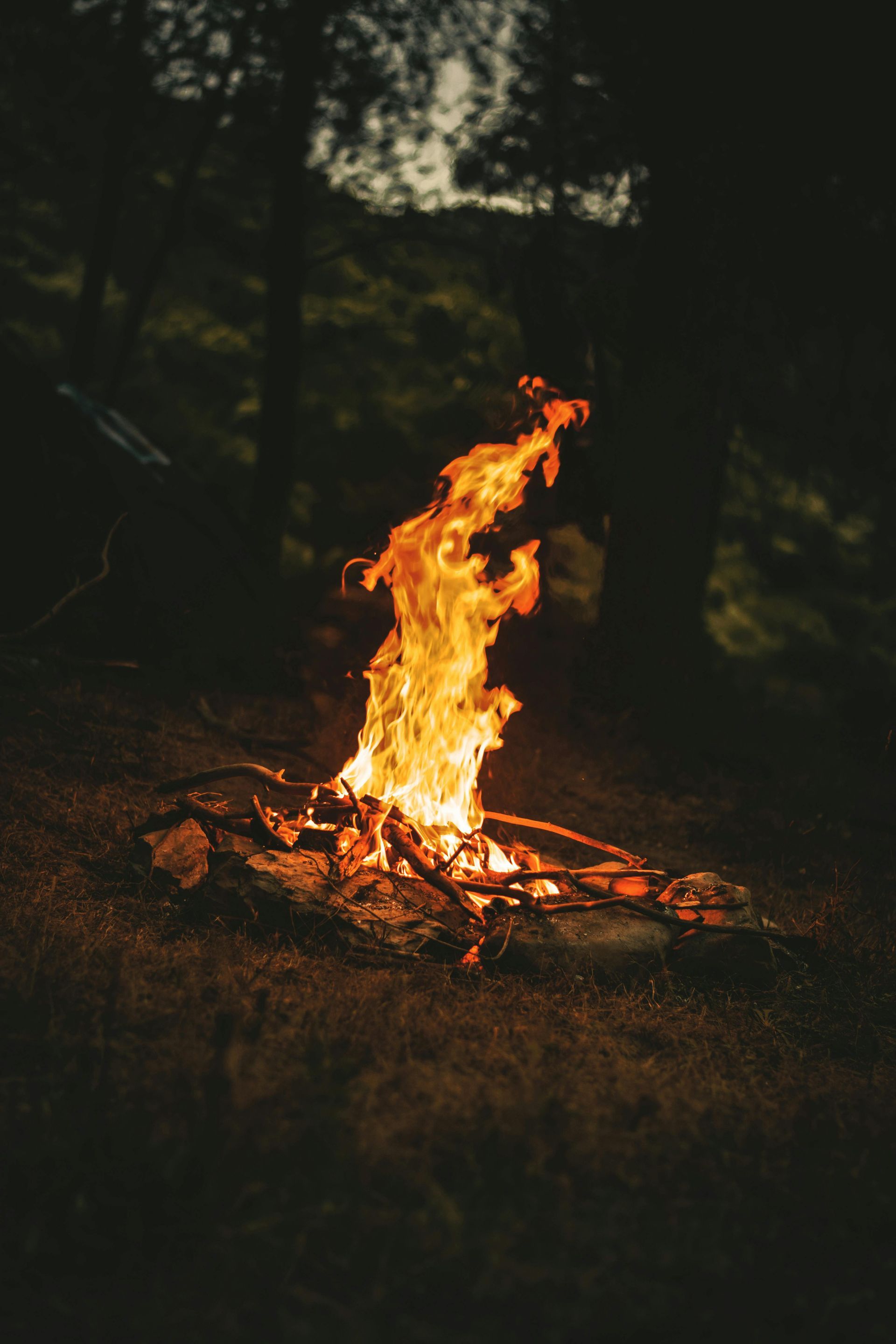 Campfire burning brightly in a dark forest, with orange and yellow flames.