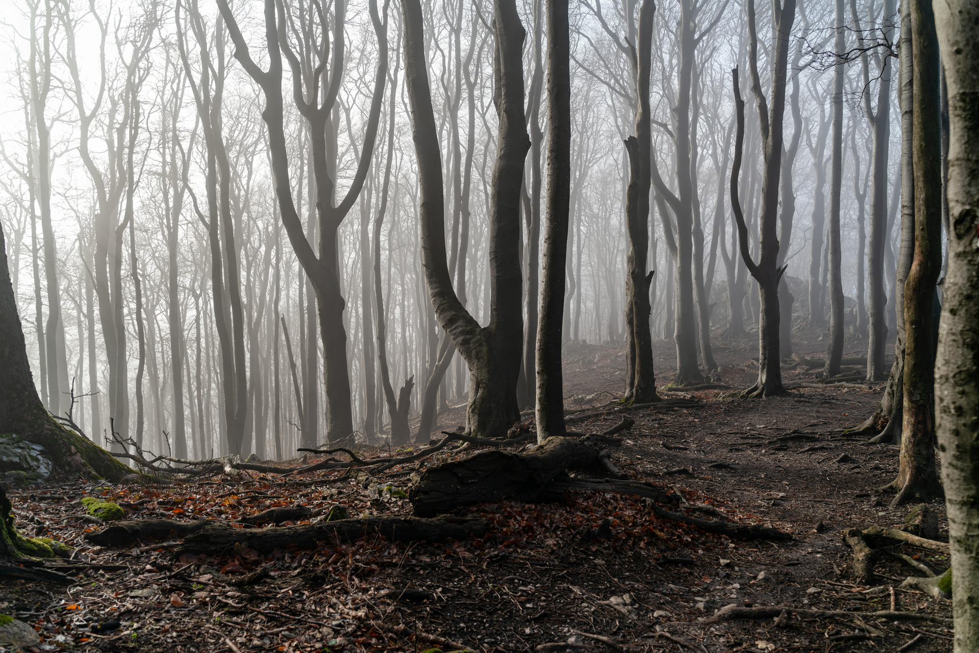 Bare trees in a foggy forest; brown leaves on the ground, sunlight filtering through the mist.