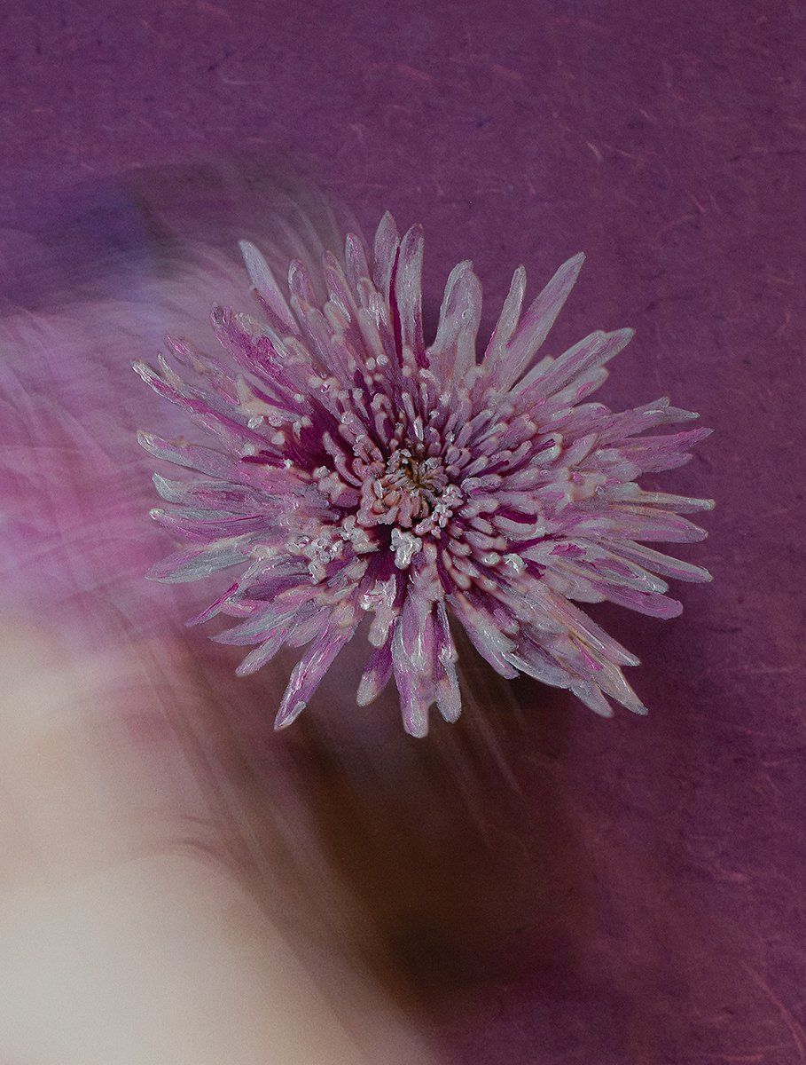 Image of Stop and Smell the Flowers Senorita