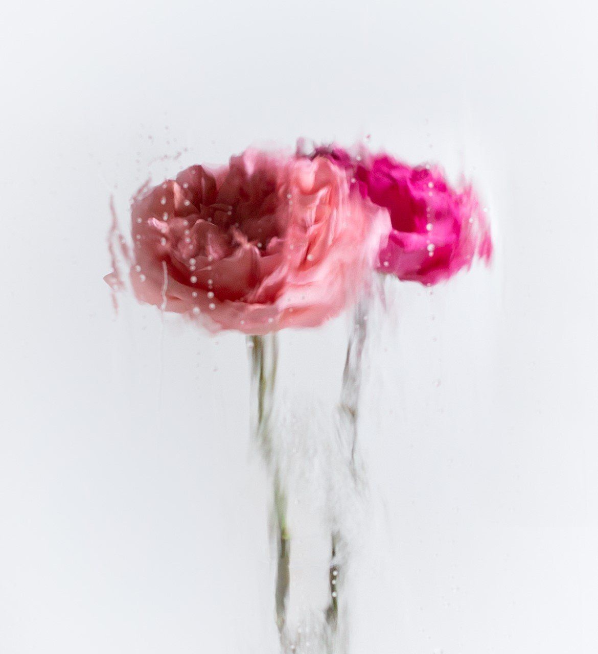 Image of a Rose by any Other Name