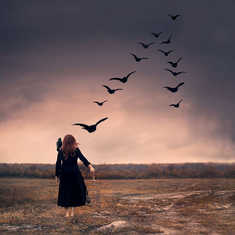 Image of Flocking Freedom