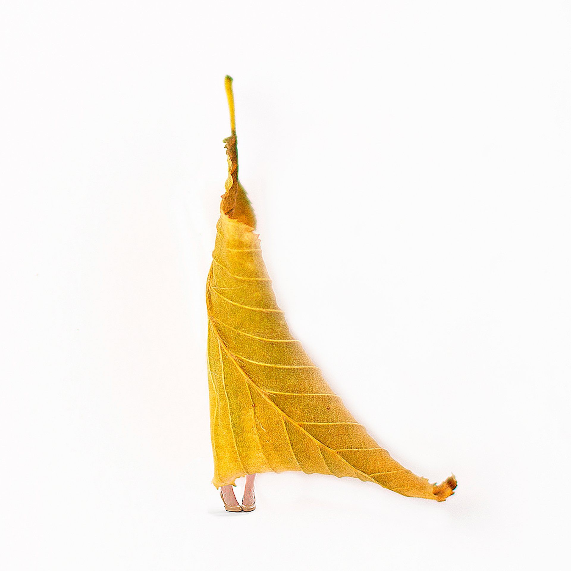 Image of Styled by Nature Series