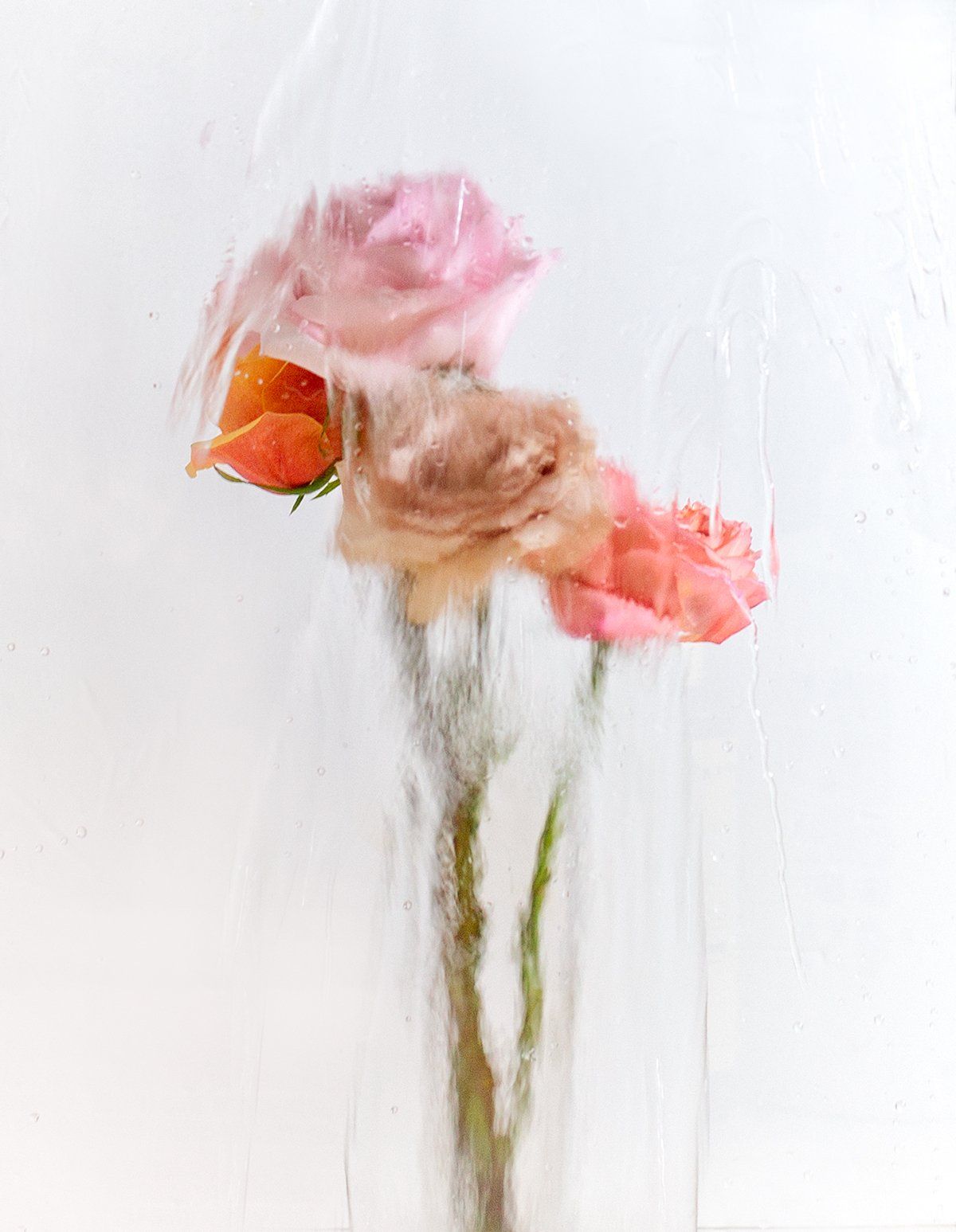 Image of A Rose by any Other Name 2