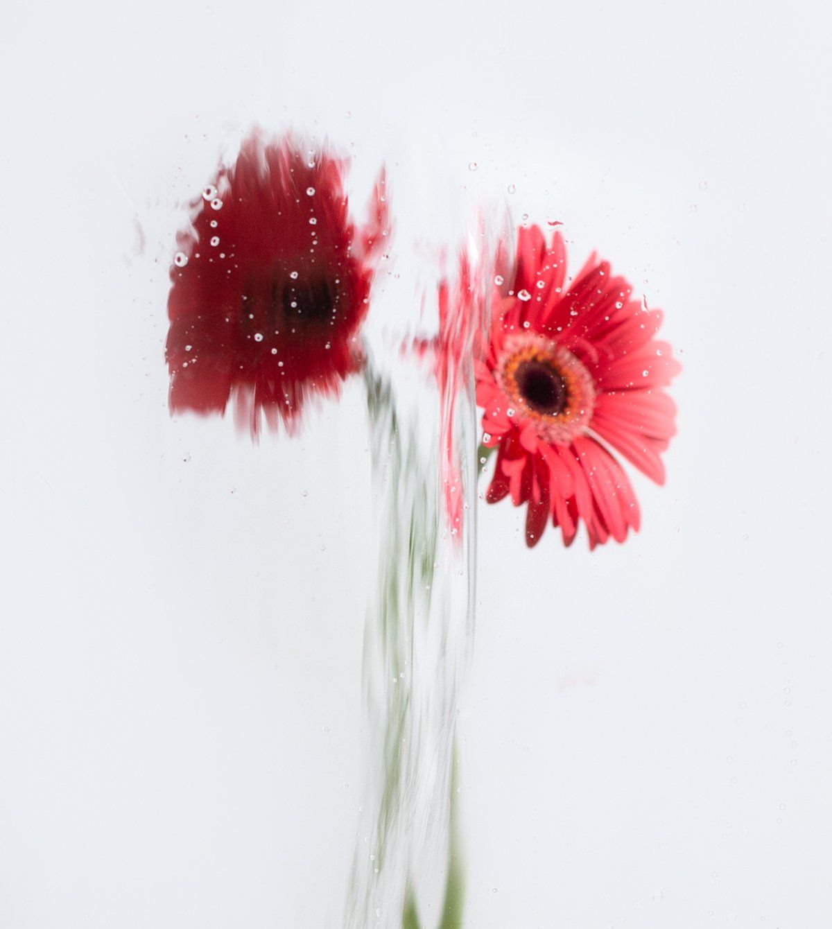 Image of A Rose by any Other Name 5