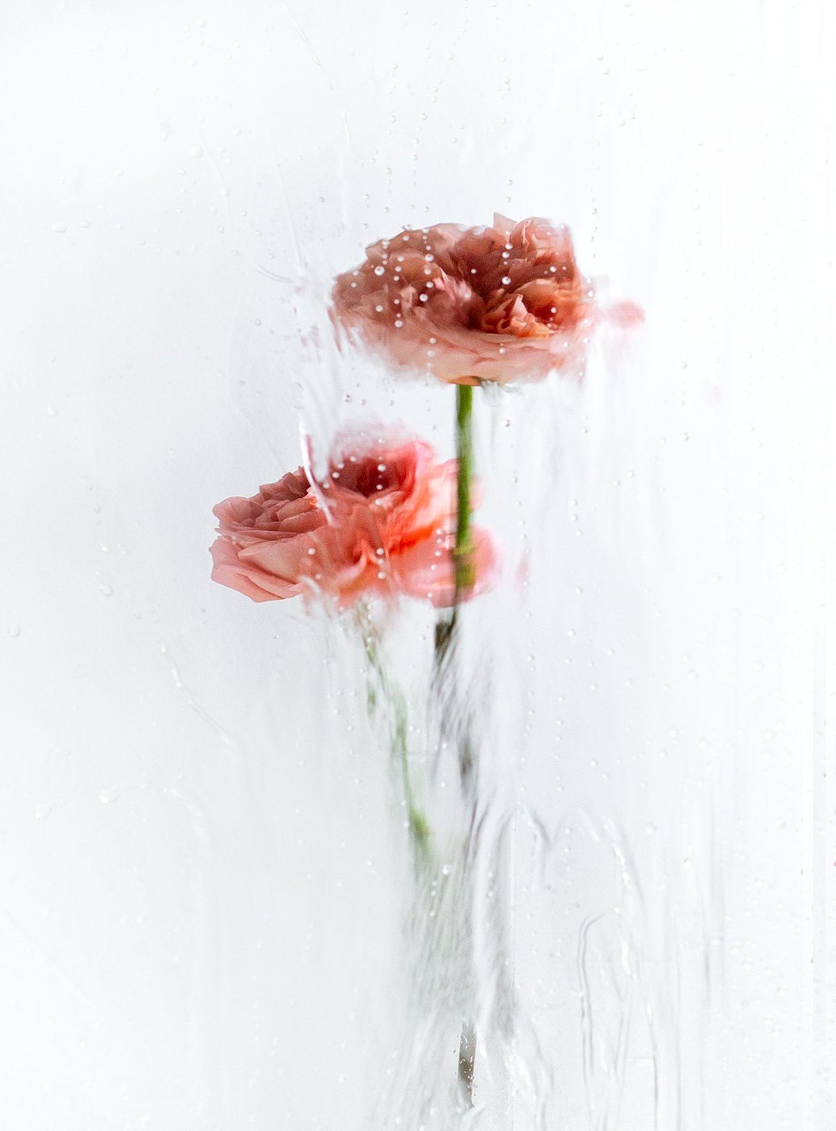 Image of A Rose by any Other Name 9