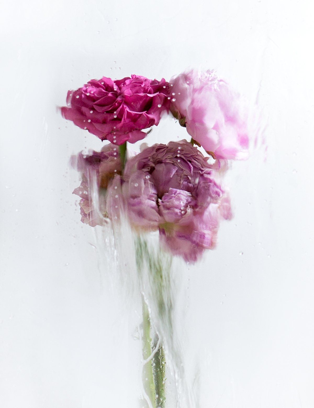 Image of A Rose by any Other Name 1