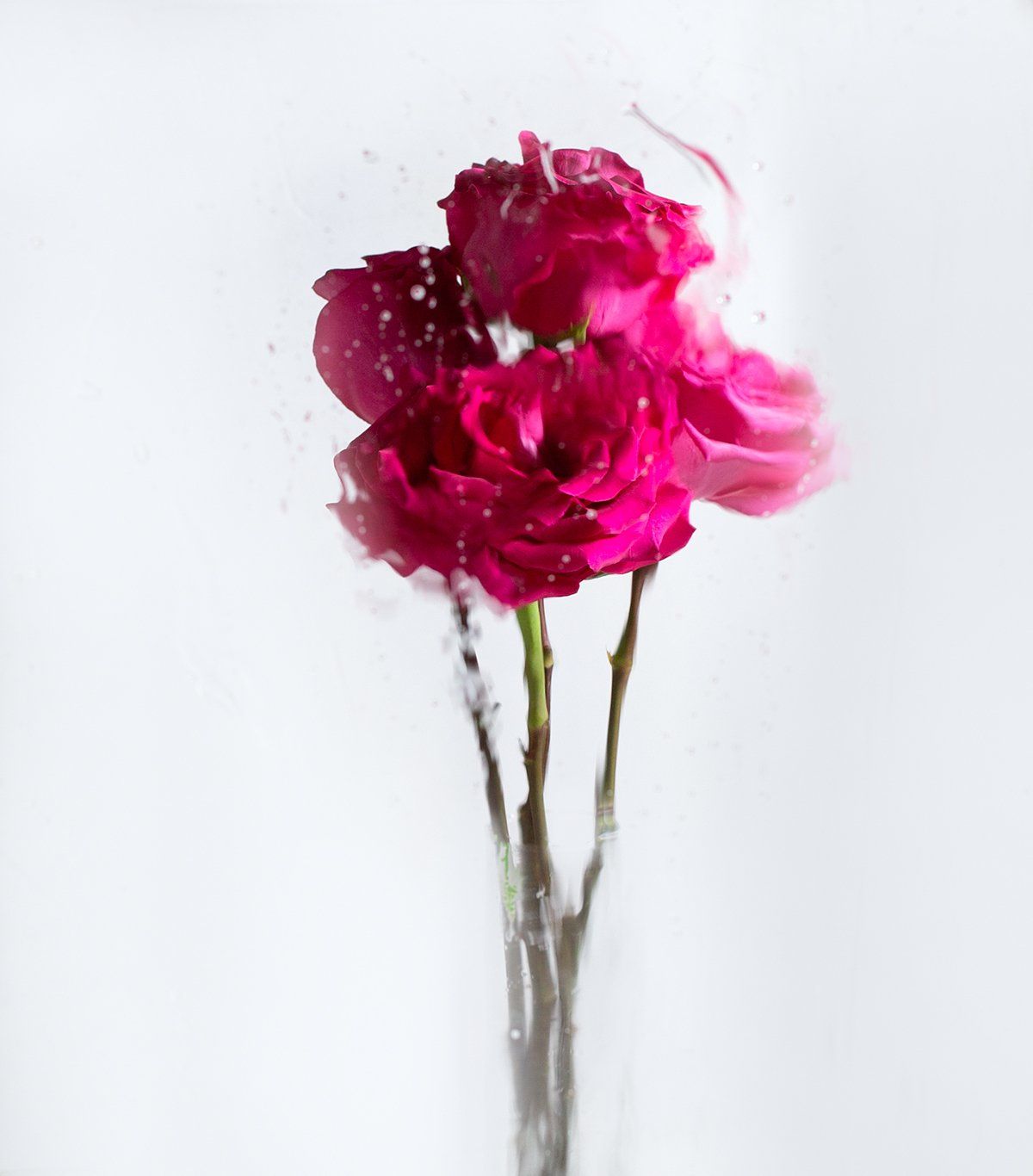 Image of A Rose by any Other Name 3