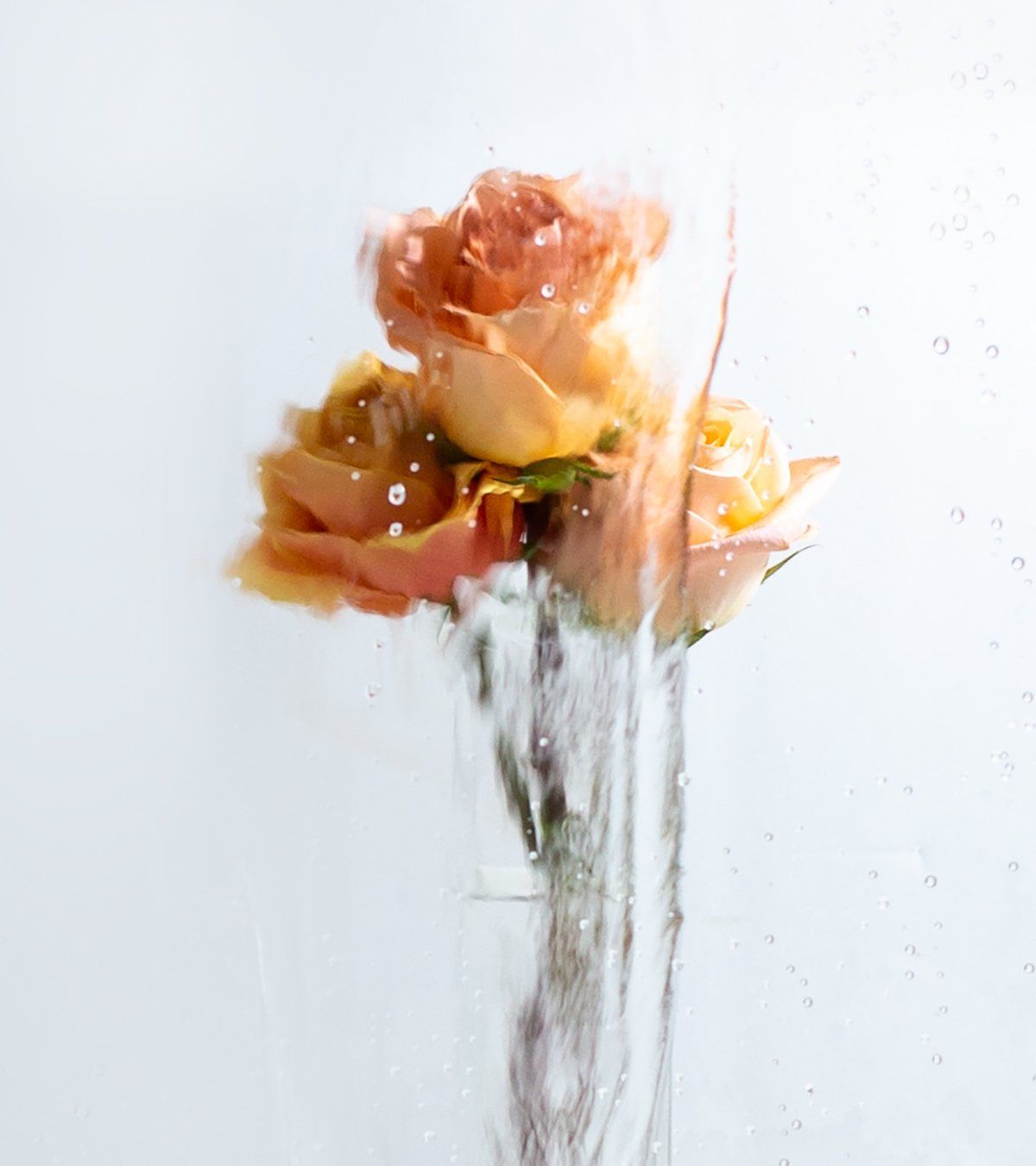 Image of A Rose by any Other Name 4