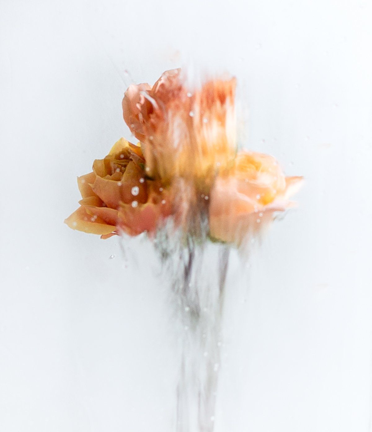 Image of A Rose by any Other Name 7