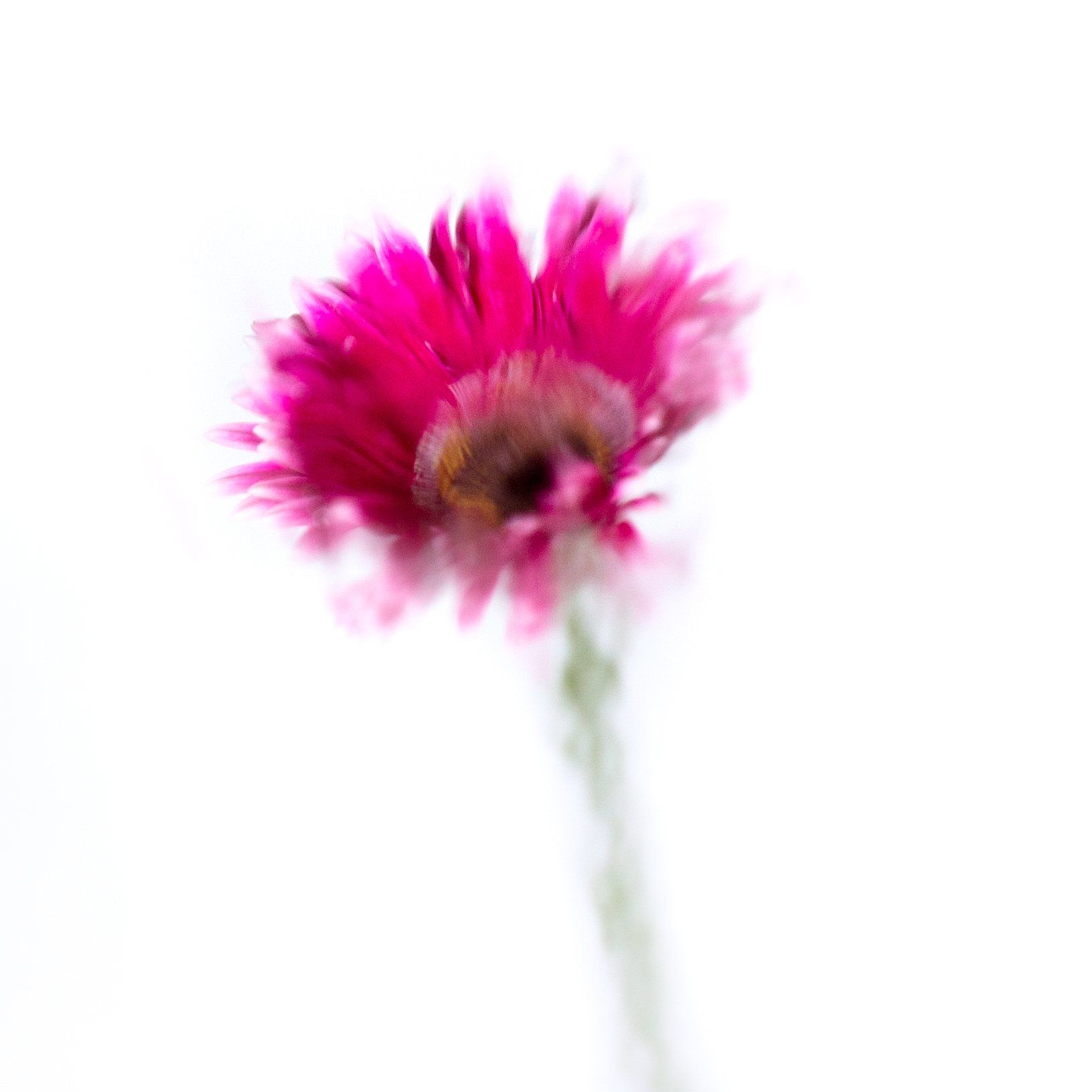 Image of A Rose by any Other Name 12