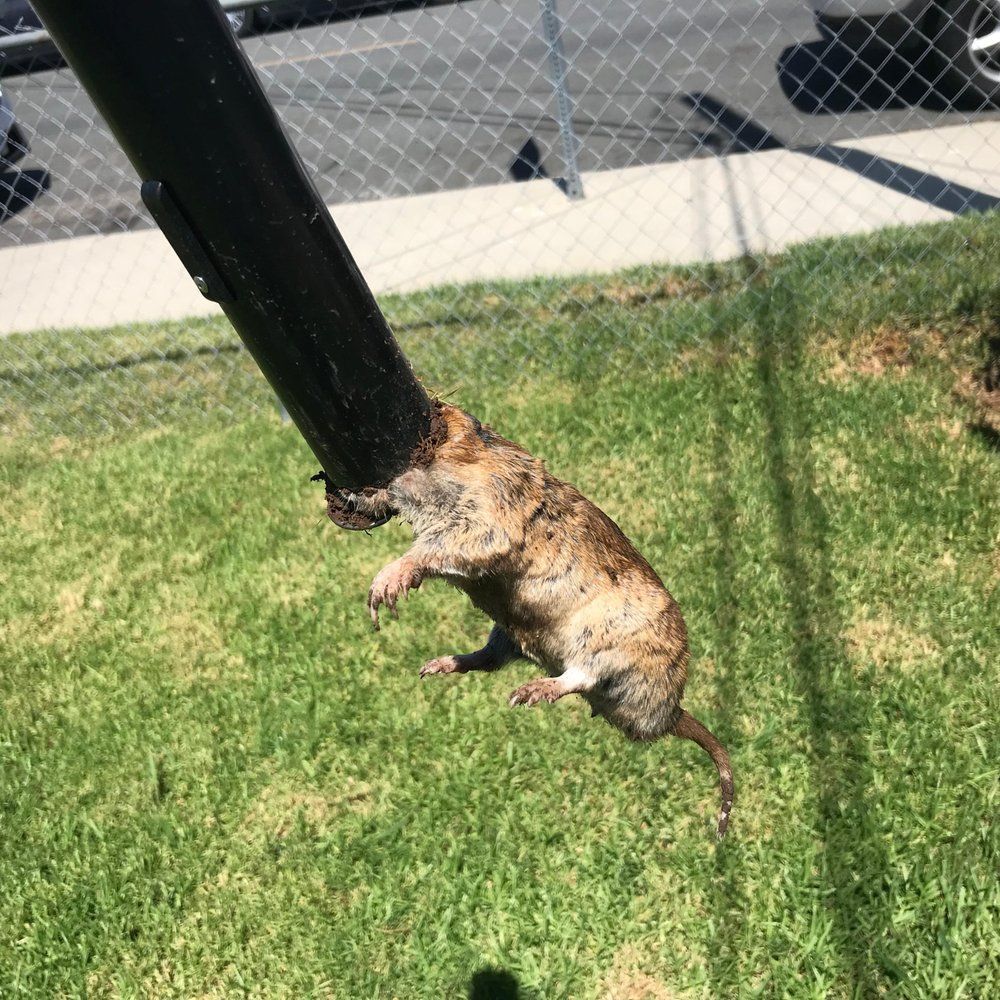 Xtreme Pest Control & Termite Top Rated Pest Control San Diego