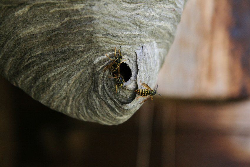 Wasp nest removal