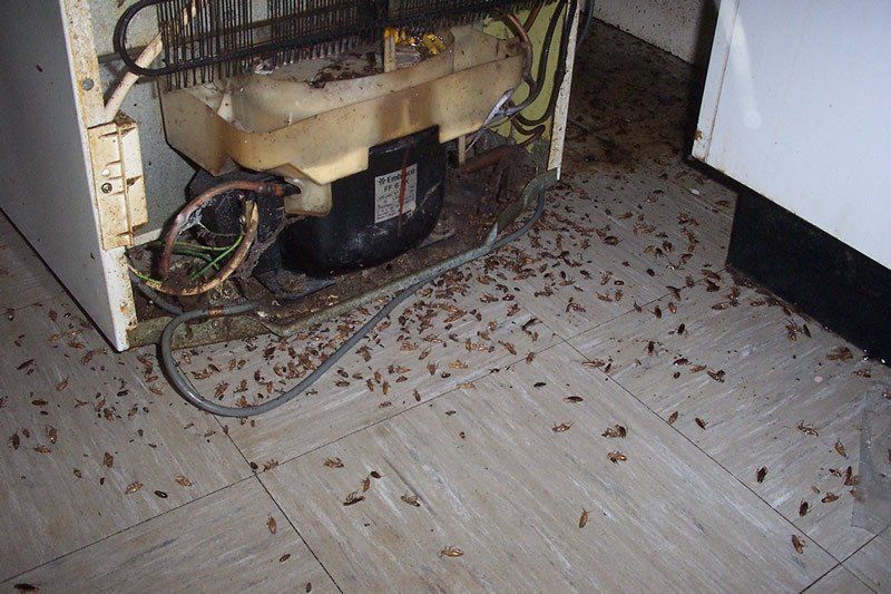 Cockroach removal