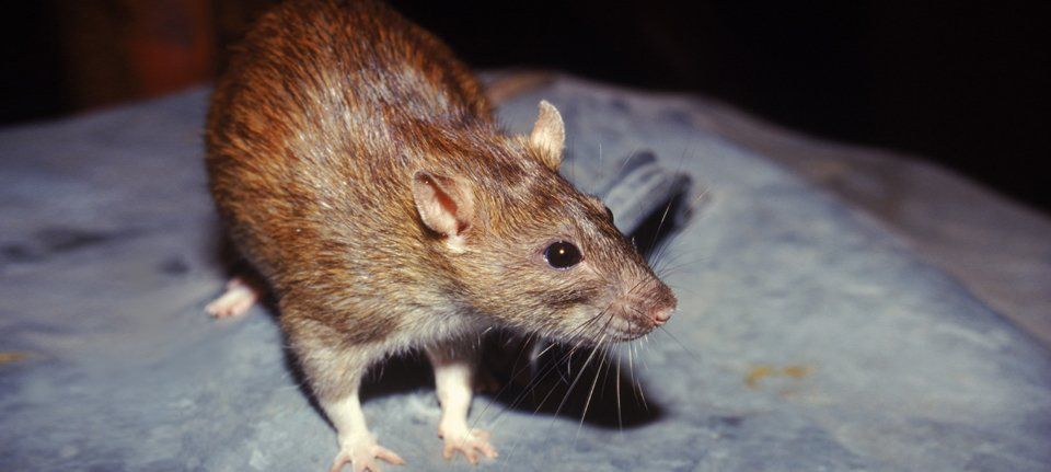 Vermin control
