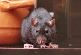 Rodent control