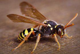 Birds, wasp and bee control