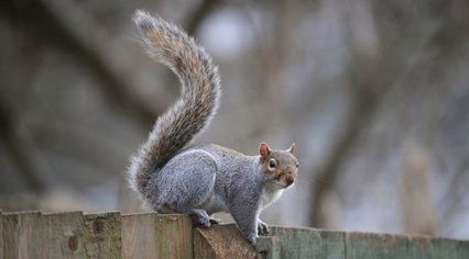Grey squirrel infestations