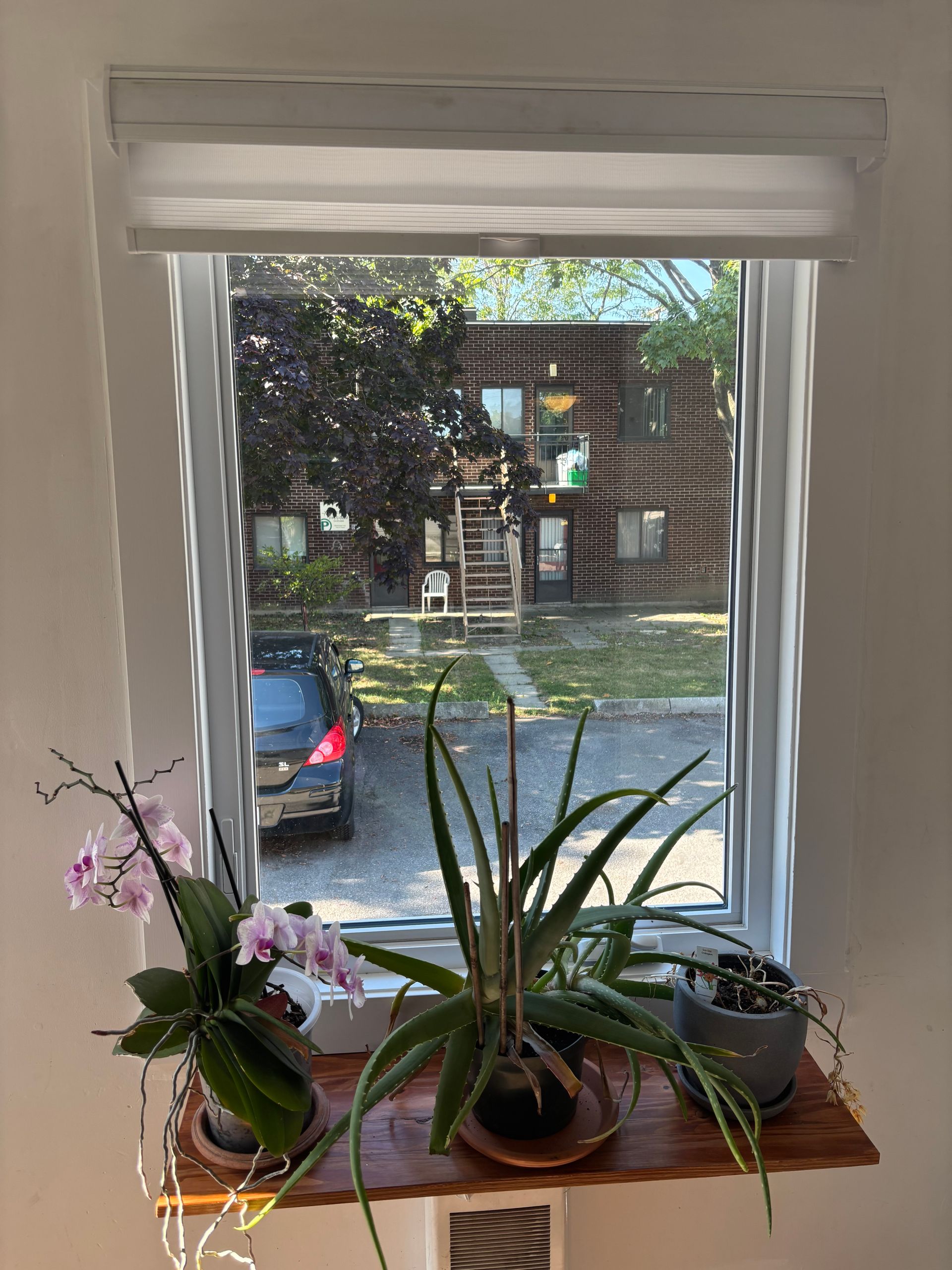 Fenêtre avec plantes sur une étagère en bois. Orchidées roses et aloe vera devant une vue sur des arbres et un bâtiment.
