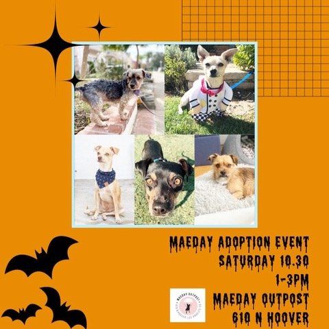 Adoption Event Oct. 30, 1-3 at 610 N Hoover in Silver Lake