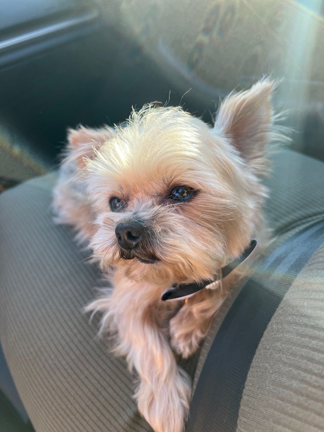 MaeDay Rescue Los Angeles Dog Rescue