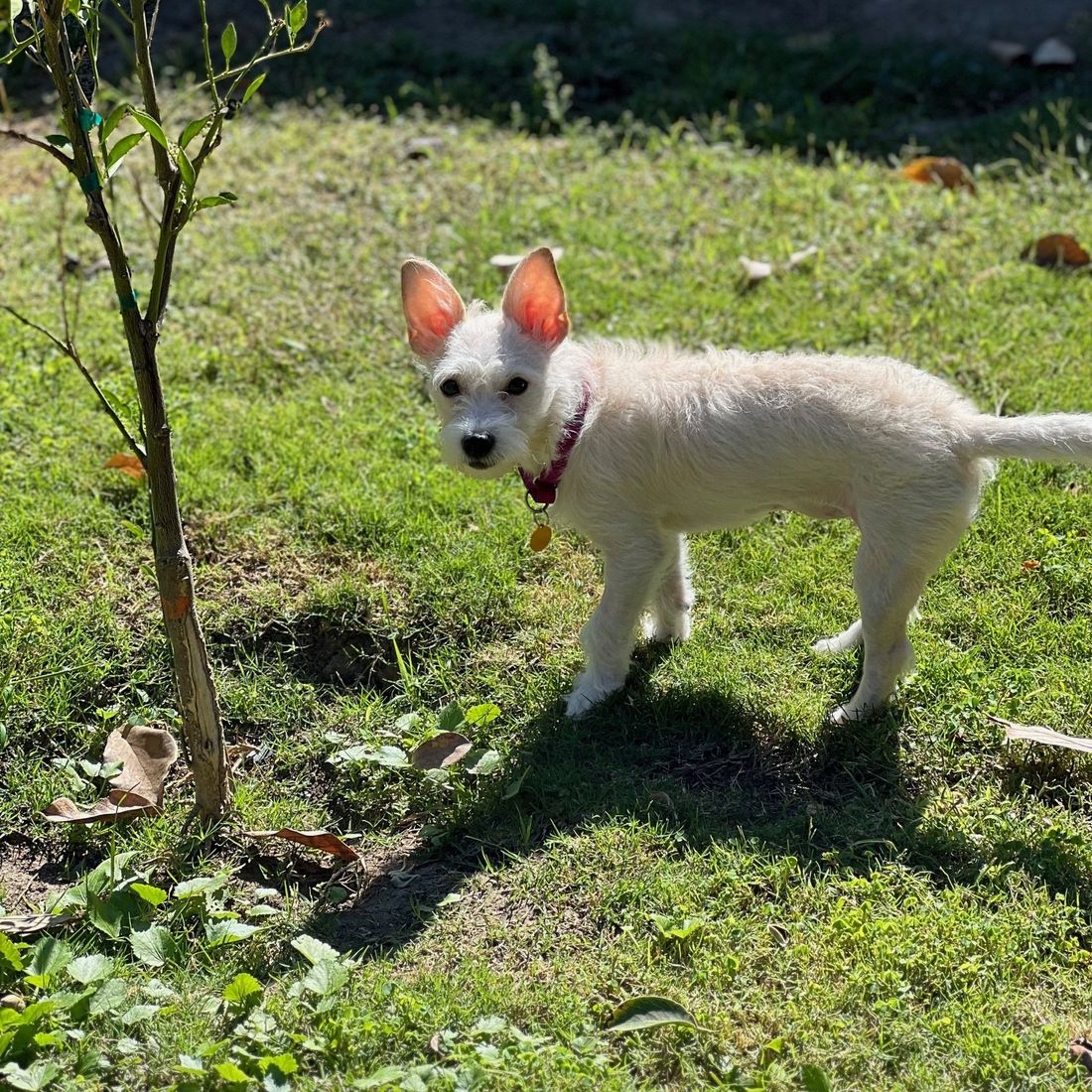 MaeDay Rescue Los Angeles Dog Rescue