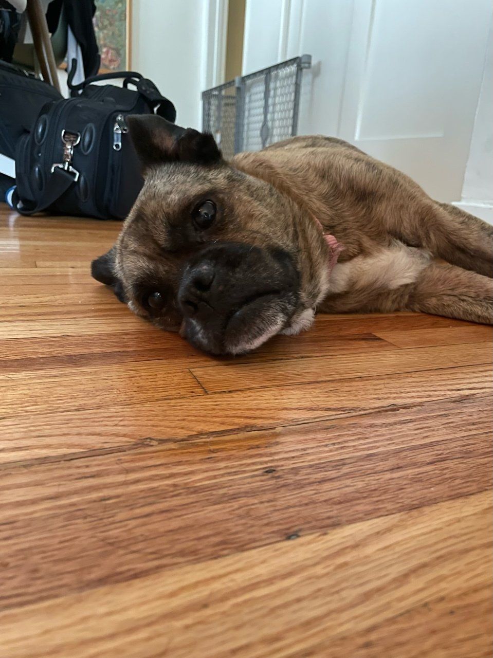 MaeDay Rescue Los Angeles Dog Rescue