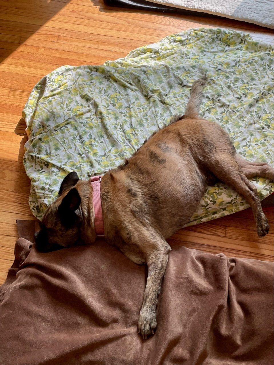 MaeDay Rescue Los Angeles Dog Rescue