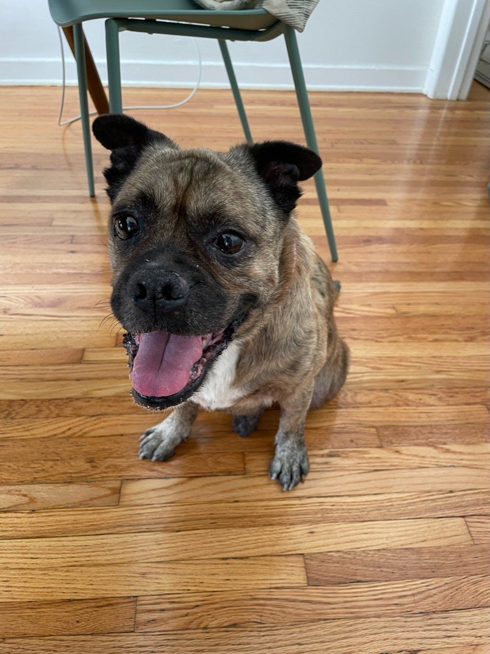 MaeDay Rescue Los Angeles Dog Rescue