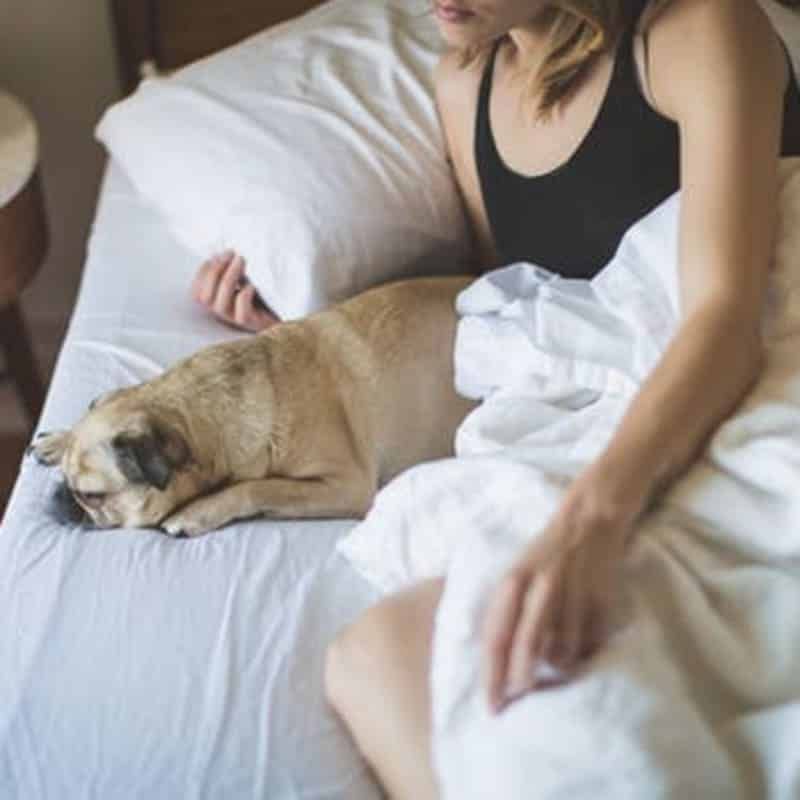 A woman is laying in bed with a pug dog on her lap.