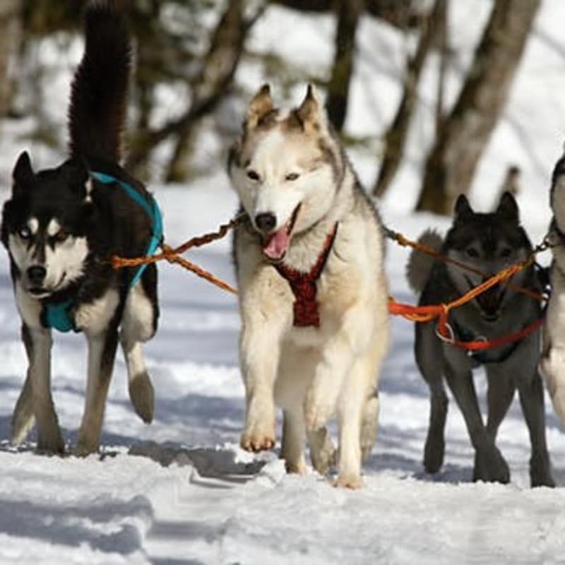 Three husky dogs are pulling a sled through the snow