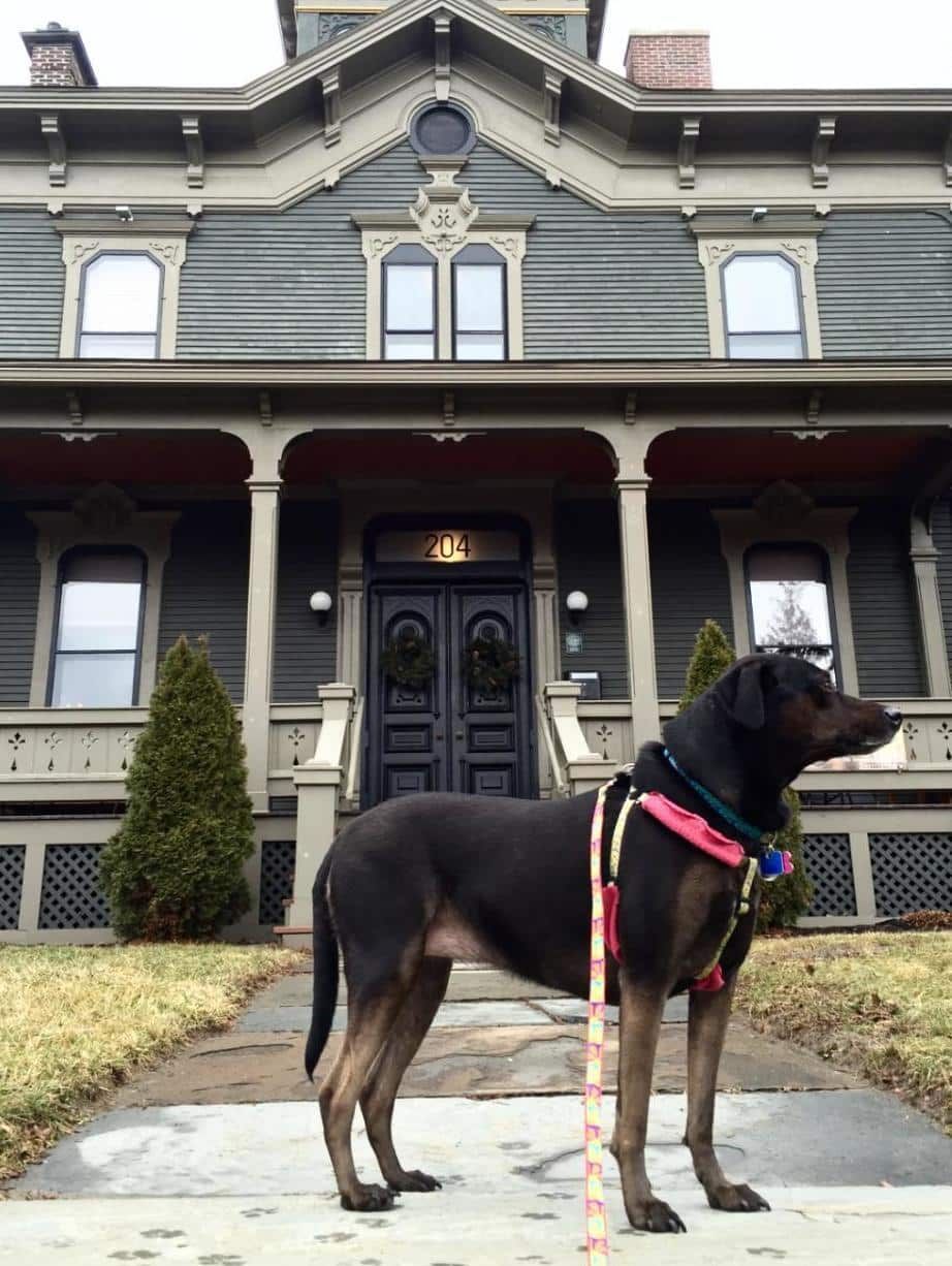A dog on a leash standing in front of a large house