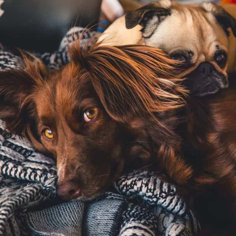 Two dogs are laying on top of each other on a blanket.
