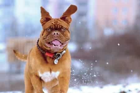 A brown dog is running in the snow.