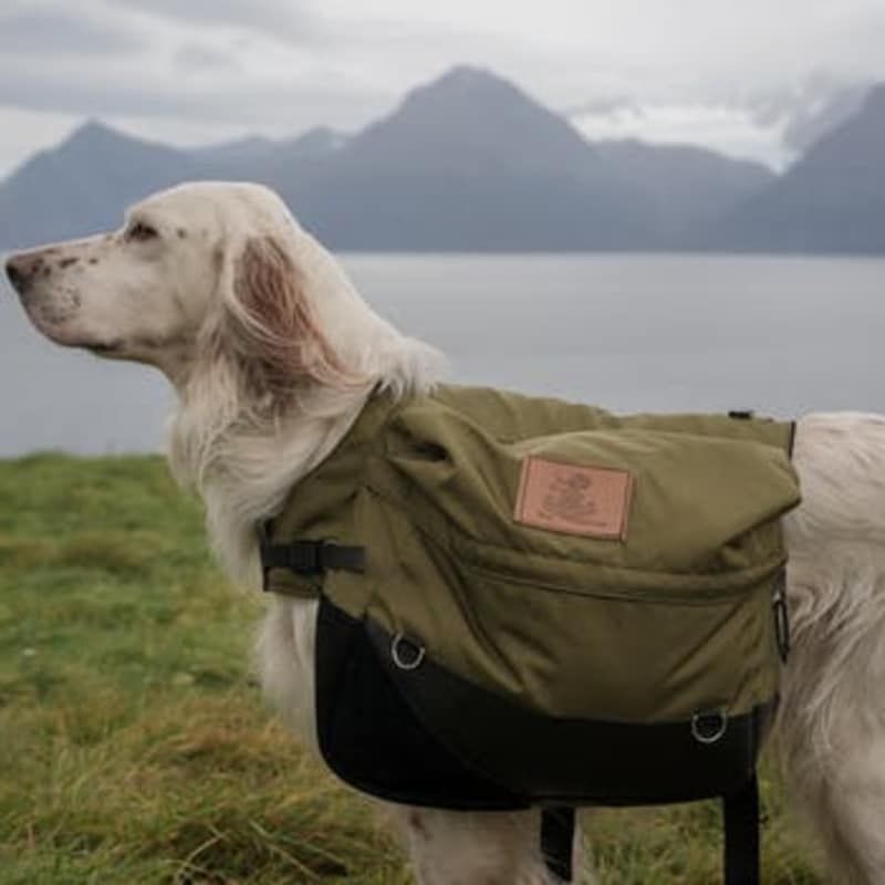 A dog wearing a backpack is standing in the grass near a body of water.