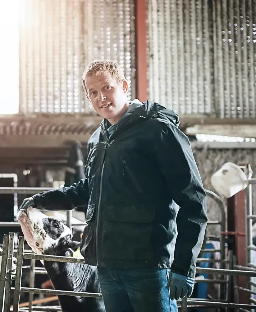 Een man in een donker jasje lacht in een schuur en aait een koe.