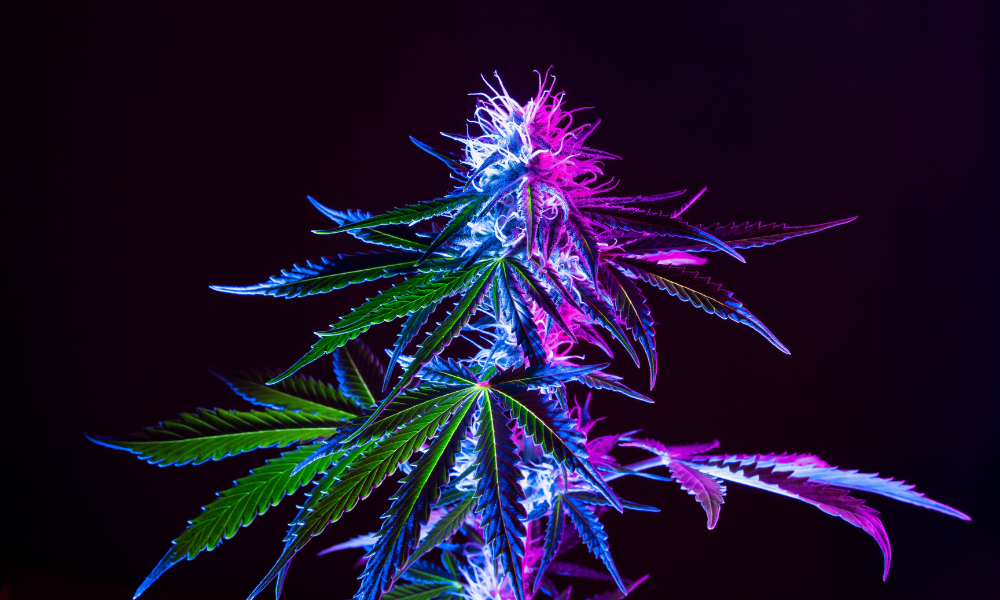 Why Does Weed Turn Purple?