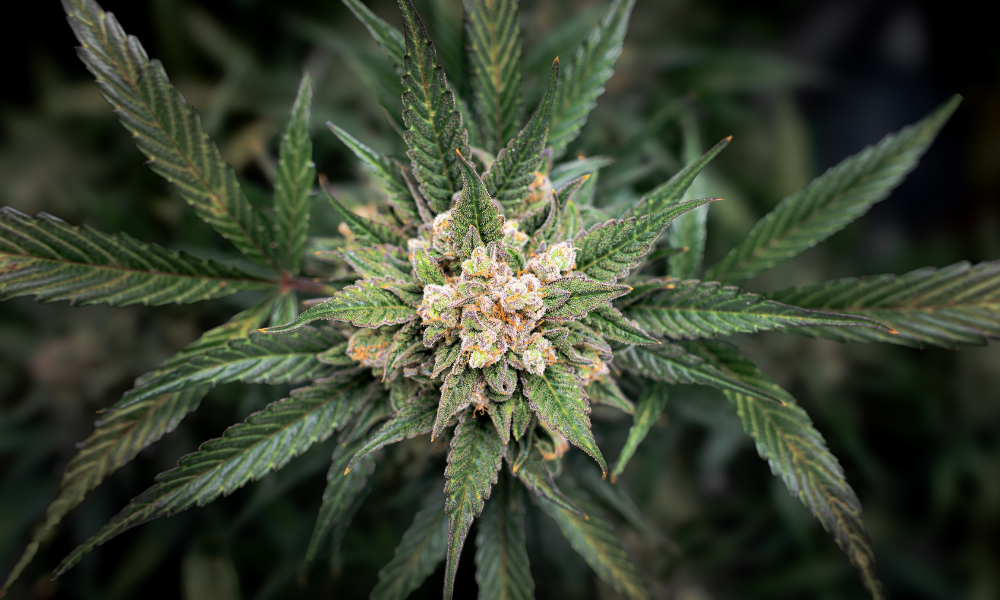 cannabis extraction methods