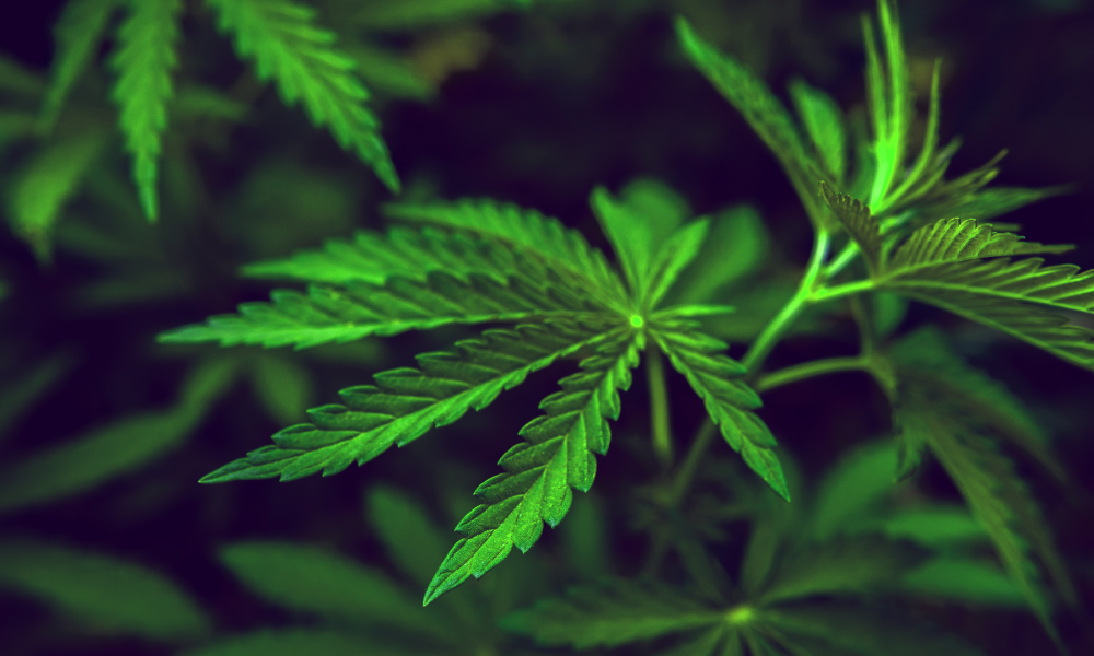 Tips for Growing Cannabis