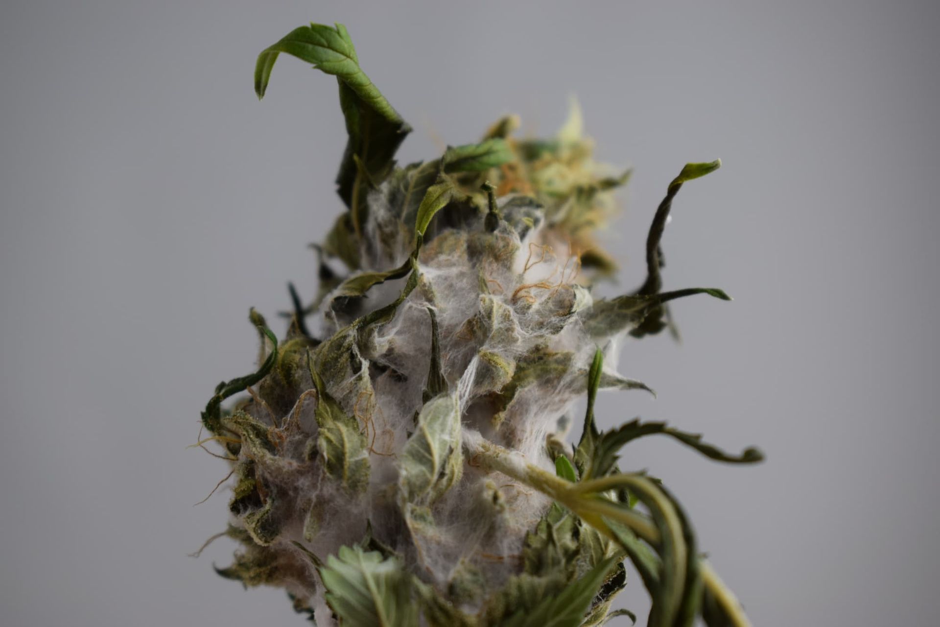 Signs there is mold on your weed.