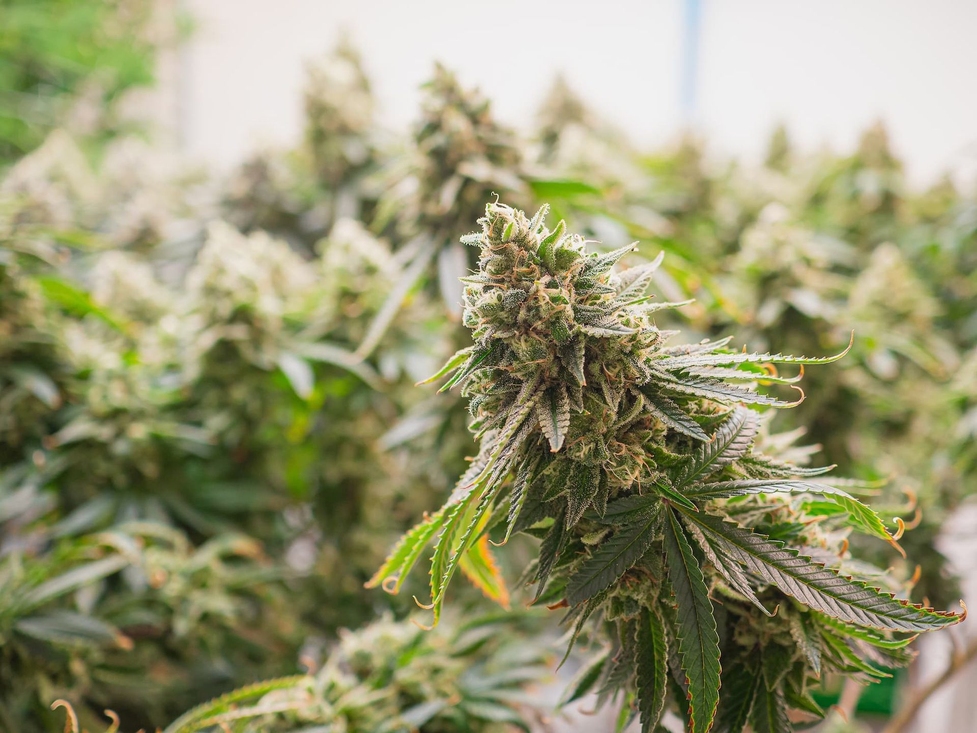 What Is PGR Weed? Learn what It Is, and How to Tell.